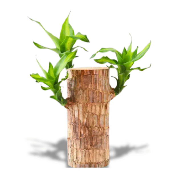 Brazilian Wood Lucky Plant – Natural Air Purifier & Good Luck Indoor Plant